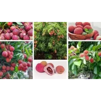 Rush Litchi Plant